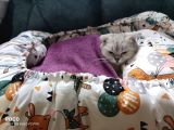 Scottish Fold Silver Cinsi Yavrum Yeni Yuva Arıyor