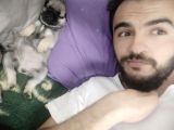 Pugmops Yavru Yetişkin Irk Ve Sağlık Garantili