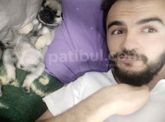 Pugmops Yavru Yetişkin Irk Ve Sağlık Garantili görsel