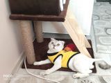 Scottish Fold Silver Cinsi Yavrum Yeni Yuva Arıyor