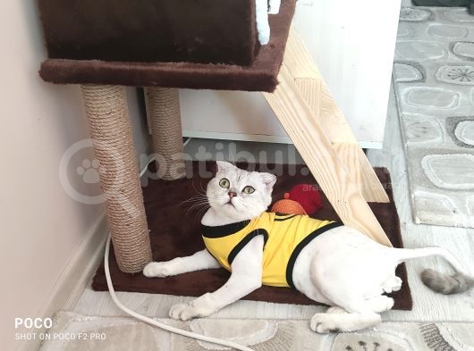 Scottish Fold Silver Cinsi Yavrum Yeni Yuva Arıyor görsel