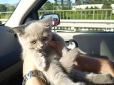 3 Aylık British Shorthair