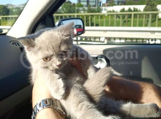 3 Aylık British Shorthair görsel