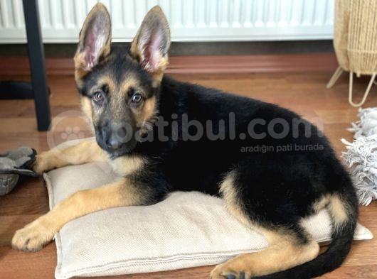 3 Aylık Dişi Safkan Alman Kurdu görsel