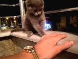3 Aylık Safkan Dişi