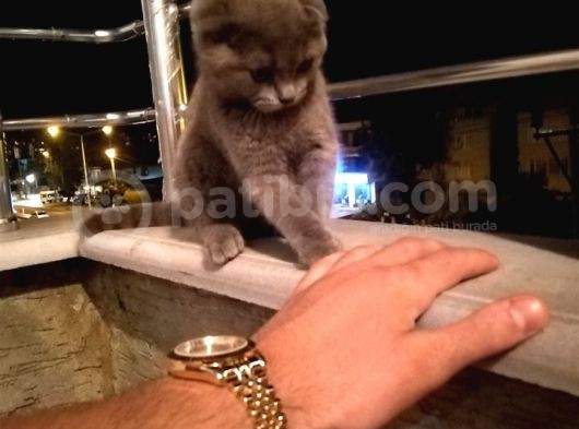 3 Aylık Safkan Dişi görsel