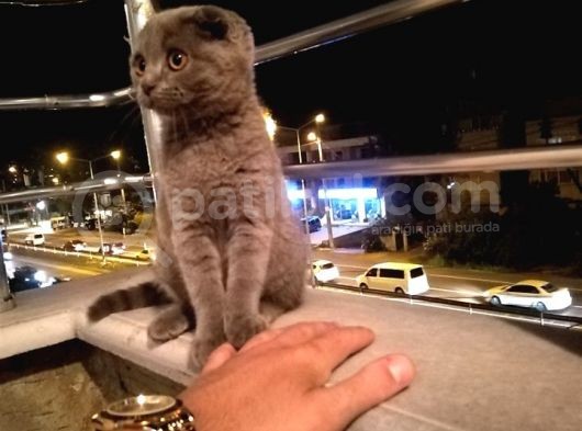 3 Aylık Safkan Dişi görsel
