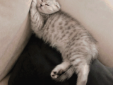 5 Aylık Dişi Scottish Fold Silver Shaded