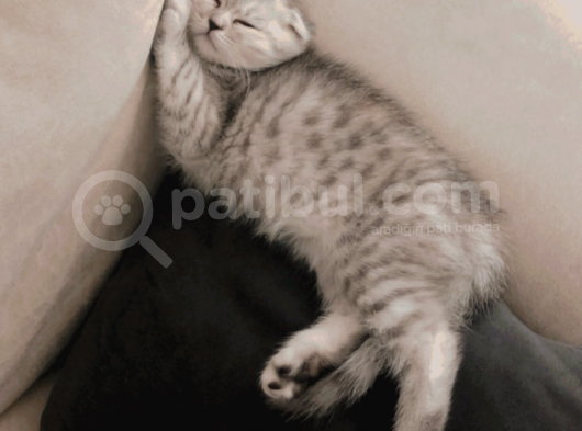 5 Aylık Dişi Scottish Fold Silver Shaded görsel