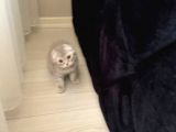 Scottish Fold Silver 2 Aylık Erkek