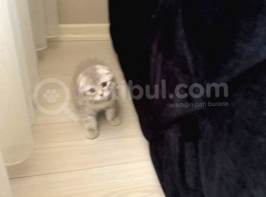 Scottish Fold Silver 2 Aylık Erkek görsel
