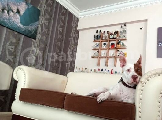 Red Nose Çakıl Kızımızı Sahiplendiriyoruz
