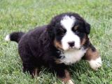 Muhteşem Bernese Mountain Dog Yavrularımız