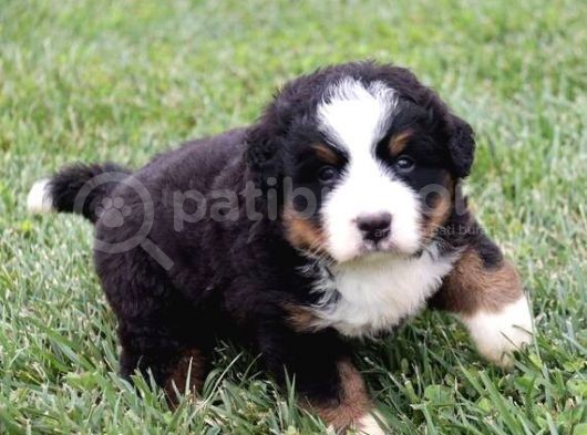 Muhteşem Bernese Mountain Dog Yavrularımız görsel