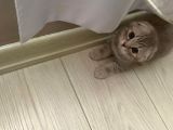 Scottish Fold Silver 2 Aylık Erkek