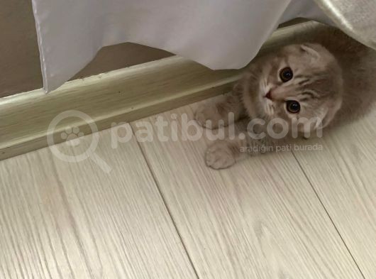 Scottish Fold Silver 2 Aylık Erkek görsel