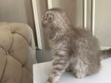 Scottish Fold Silver 2 Aylık Erkek