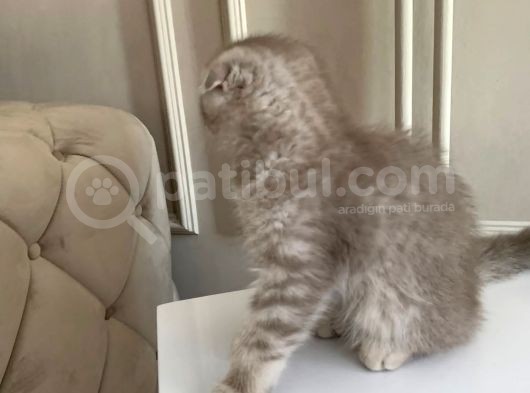 Scottish Fold Silver 2 Aylık Erkek görsel