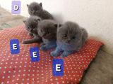 İngiltere Secereli Orijinal British Shorthair Anne Altı Yavrular