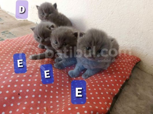 İngiltere Secereli Orijinal British Shorthair Anne Altı Yavrular