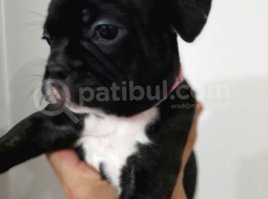 French Bulldog Yavrularımız görsel