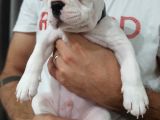 French Bulldog Yavrularımız