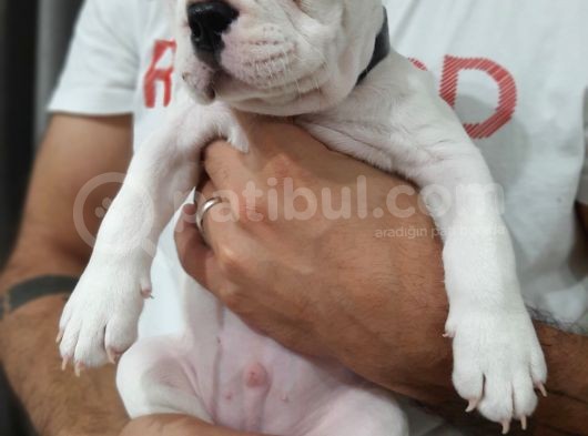French Bulldog Yavrularımız görsel
