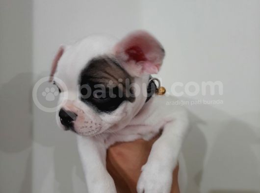 French Bulldog Yavrularımız görsel