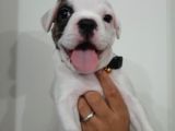 French Bulldog Yavrularımız