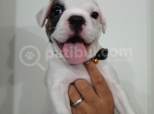 French Bulldog Yavrularımız görsel