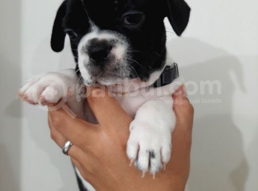 French Bulldog Yavrularımız görsel