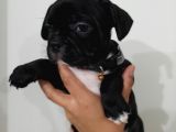 French Bulldog Yavrularımız