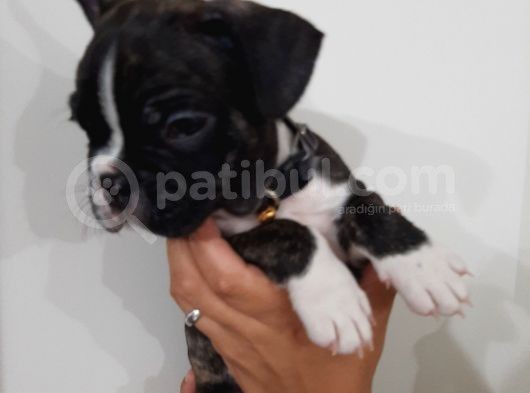 French Bulldog Yavrularımız görsel