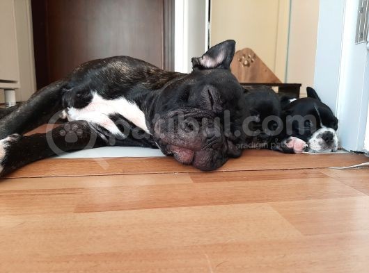 French Bulldog Yavrularımız görsel