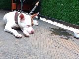 Red Nose Çakıl Kızımızı Sahiplendiriyoruz