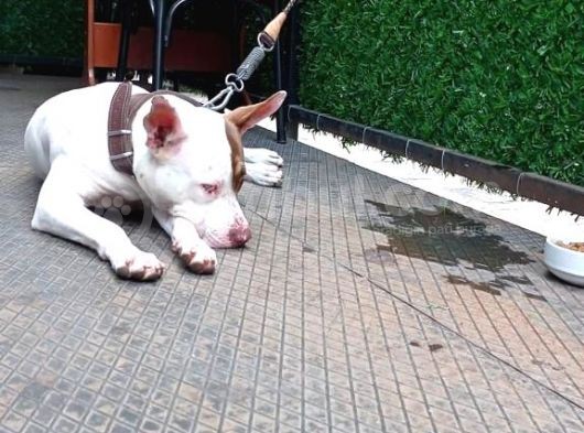 Red Nose Çakıl Kızımızı Sahiplendiriyoruz görsel