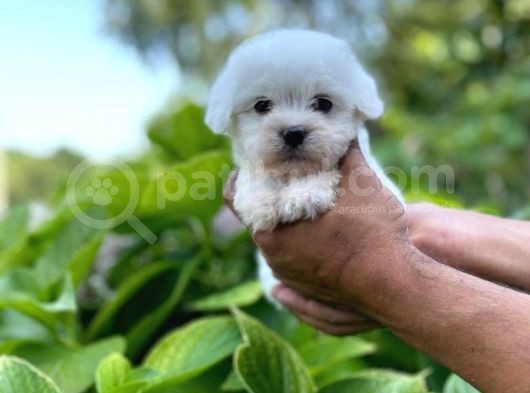 Minik Maltese Terrrier görsel