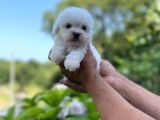 Minik Maltese Terrrier
