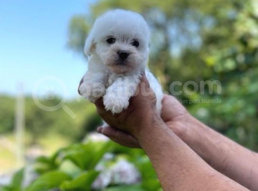 Minik Maltese Terrrier görsel