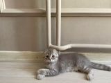 Scottish Fold Silver 2 Aylık Erkek