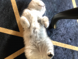 5 Aylık Dişi Scottish Fold Silver Shaded