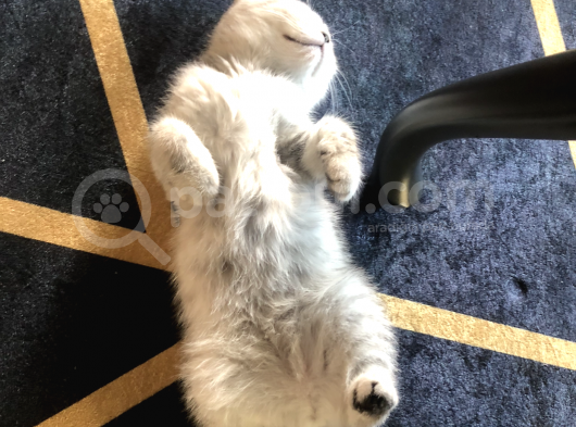 5 Aylık Dişi Scottish Fold Silver Shaded görsel