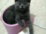 Russian Blue - British Shorthair
