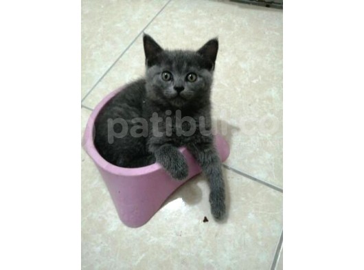 Russian Blue - British Shorthair görsel