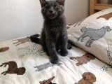 Russian Blue - British Shorthair