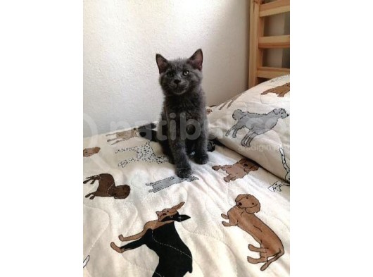 Russian Blue - British Shorthair görsel