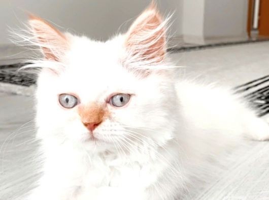 Çok Sevecen Cana Yakın görsel
