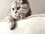 5 Aylık Dişi Scottish Fold Silver Shaded