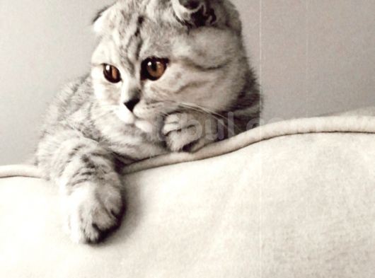 5 Aylık Dişi Scottish Fold Silver Shaded görsel