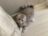 Scottish Fold Silver 2 Aylık Erkek